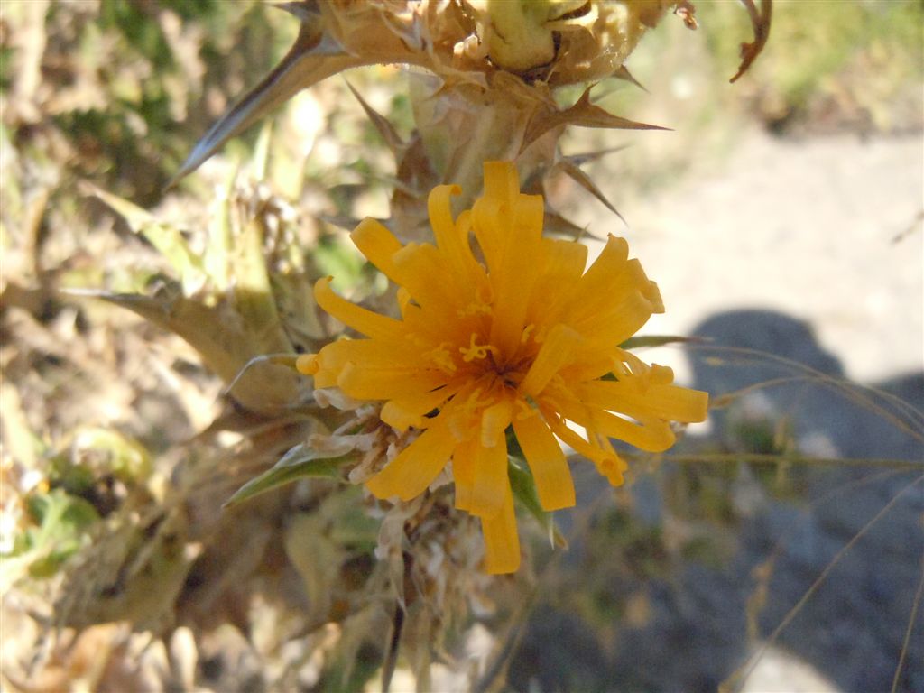 Scolymus hispanicus